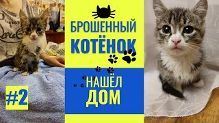 🐱 Брошенный котенок нашел свой дом 🏠 День второй.