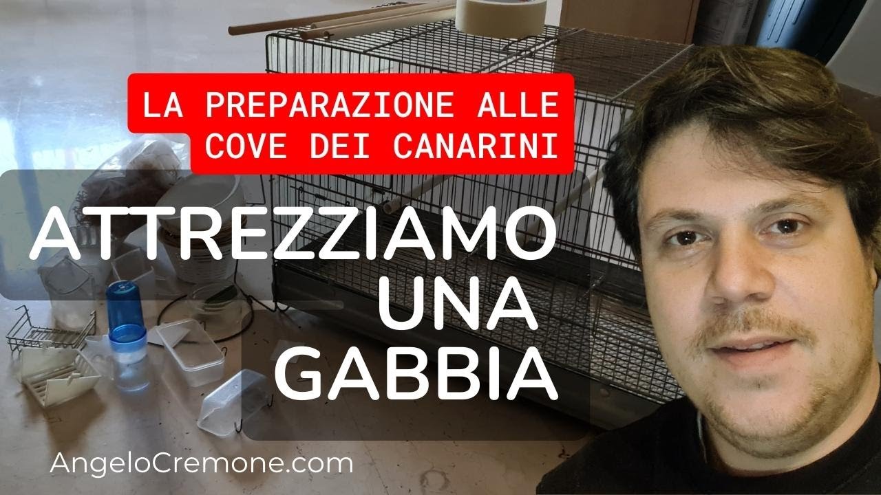 Come attrezzare una gabbia da cova per canarini
