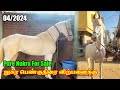 Pure nukra mare  horse for sale  karnataka stud farm  petlist tamil