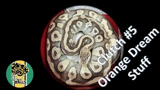 Breeding Ball Pythons; Clutch #5 Orange Dream 2023