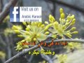 تغيب تاني محمد كيلاني كاريوكي - Arabic Karaoke Player
