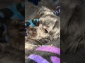 @life.with.jj12: He tried to bite me for touching him… but soon as he see the light he wanna be a go