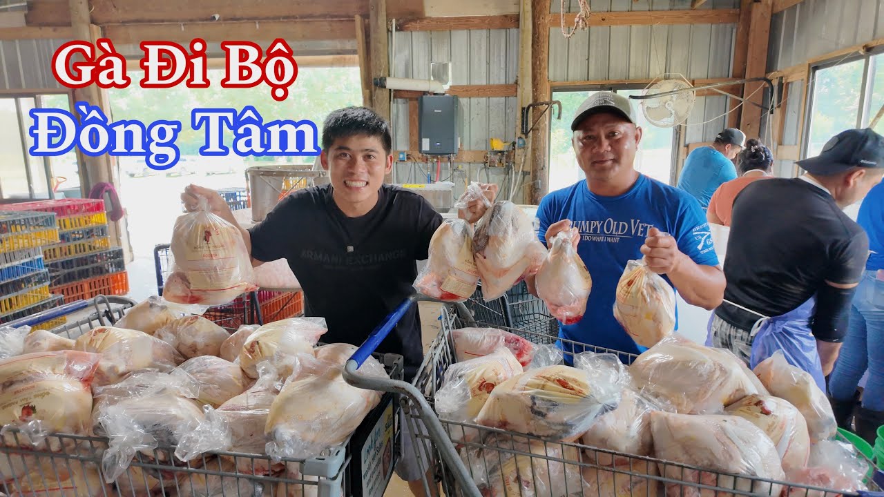 Người Việt Ở Mỹ Thành Công Với Mô Hình Nuôi Gà Đi Bộ