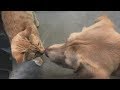 【感動実話】動物病院で病気を治してもらった野良猫。そのまま病院で暮らし始めて、弱った動物達を励まし続ける!