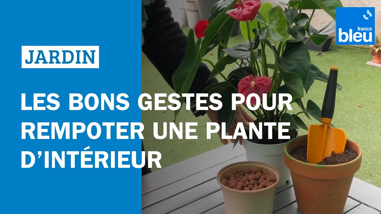 Les bons gestes pour rempoter une plante d'intérieur