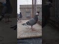 #pigeonlover #dobaj #madraspigeon  ❤️❤️