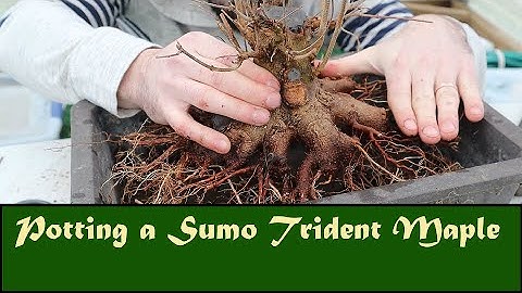Potting a Sumo Trident Maple (Part 2)