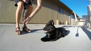 Schipperke puppy life