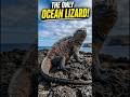 The Only Lizard That Lives in the Ocean. #Shorts #animals  #YouTubeShorts #MarineIguana #OceanLizard