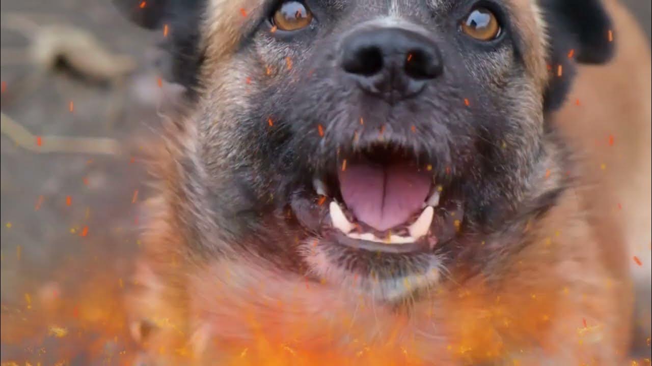 Dog BARKING Sounds *ONE HOUR* Sound Effects!! 🐶🔊 (Make Your Dog Bark