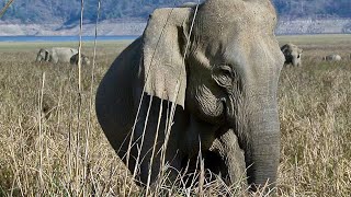 Journey into the Heart of Corbett National Park. HD