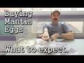 Buying Praying Mantis Egg Cases for Organic Gardening / Pest Control