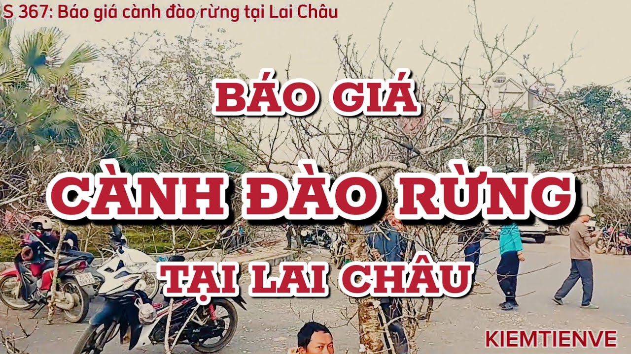 BÁO GIÁ CÀNH ĐÀO RỪNG TẠI LAI CHÂU