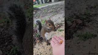 Squirrel scavenging for nuts. 🐿️