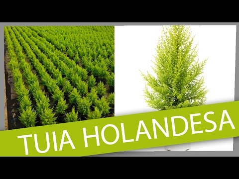 Vídeo: Tuia Nana (19 Fotos): Una Visió General De Les Varietats De Plantes Atrofiades. Com Es Veuen Les Petites Tuies En El Disseny De Paisatges?