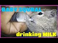 Squral drinking milk
