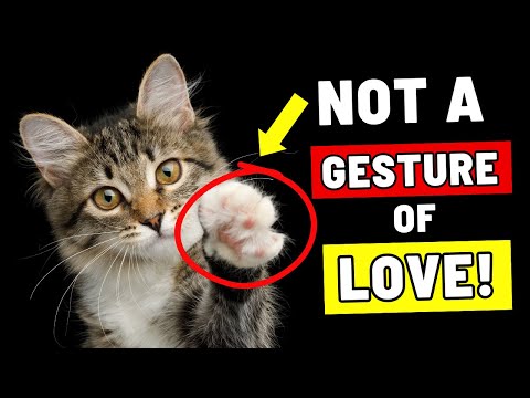 Why Does My Male Cat Meow When Carrying a Toy: Surprising Reasons