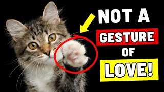 Does Your Cat Put Their Paw On You? - 8 Reasons You Should Know