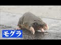 大雨の現場で住処を追われたモグラに遭遇！水たまりに転落し溺れていたので救助することに…