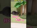 誕生日のお祝い中に勃発した猫同士の小競り合いがこちらですw #shorts #猫 #猫好きさんと繋がりたい