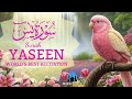 Surah سورة يس WORLD'S BEST RECITATION | Heart Melting Voice That Touches The Soul Deeply