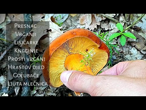 Video: Kako Uzgajati Balege Koprinus - Malo Poznate Jestive Gljive