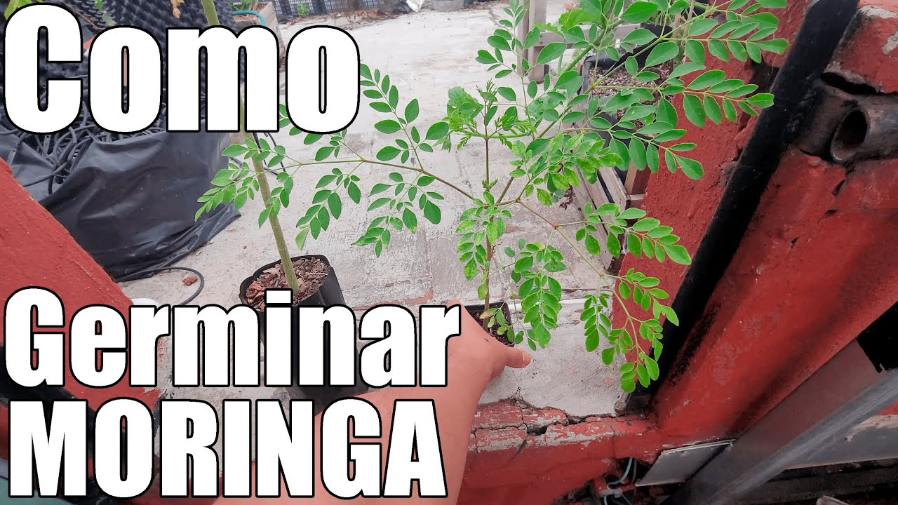 Como GERMINAR semillas de MORINGA || Cultivo del ARBOL DE MORINGA
