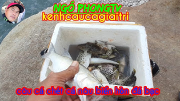 Câu cá chét. Câ cá NÂU.Câu cá biển hòn đá bạc câu cá CHÉT cá NÂU hòn đá bạc
