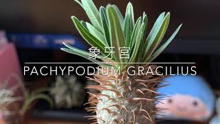 [ Pachypodium Gracilius ] 象牙宮  最受歡迎的塊根植物 簡介 | 多肉植物 Caudex Plants パキポディウム