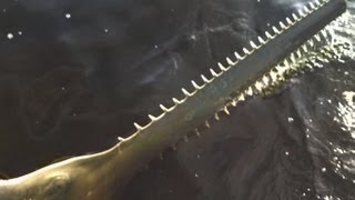 Mysterious Prehistoric Sea Creature - Giant Rare Fish - Florida Saltwater Fishing - Fishing Video