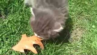 FREE KITTENS !!!!!