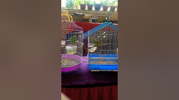 serindit rintik