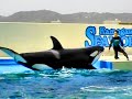 シャチとキス♡kamogawa mundo Marino.2011&#39; Acuario kamogawa.