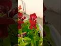 beautiful flower 🌷 ll home gardening l flowers #trendingshorts #youtubeshorts #shorts