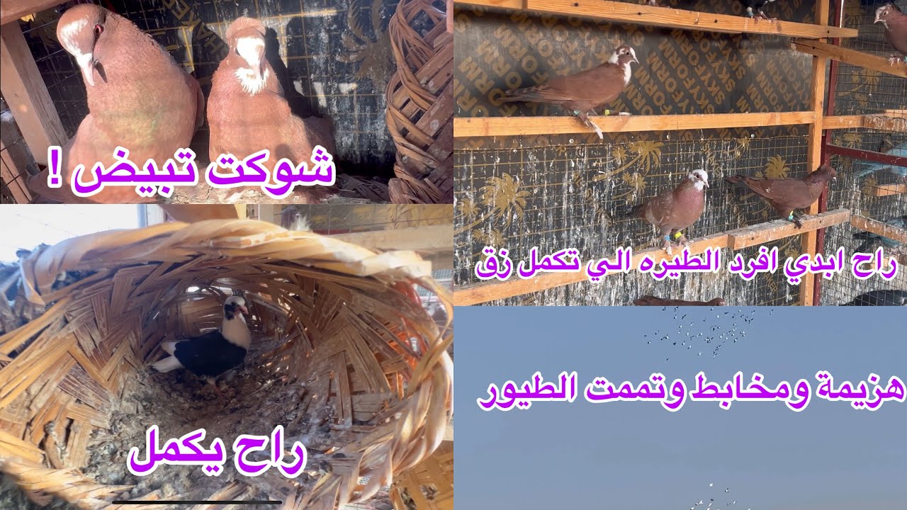 الهزيمة اليوم بالعوك لصليخ  ولسبع ابكار  🥰 الارفلي راح يكمل😍 التيادي 😔😔