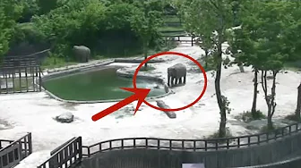 小象饮水时不慎跌入池中，旁边大象合力营救，好机智啊！