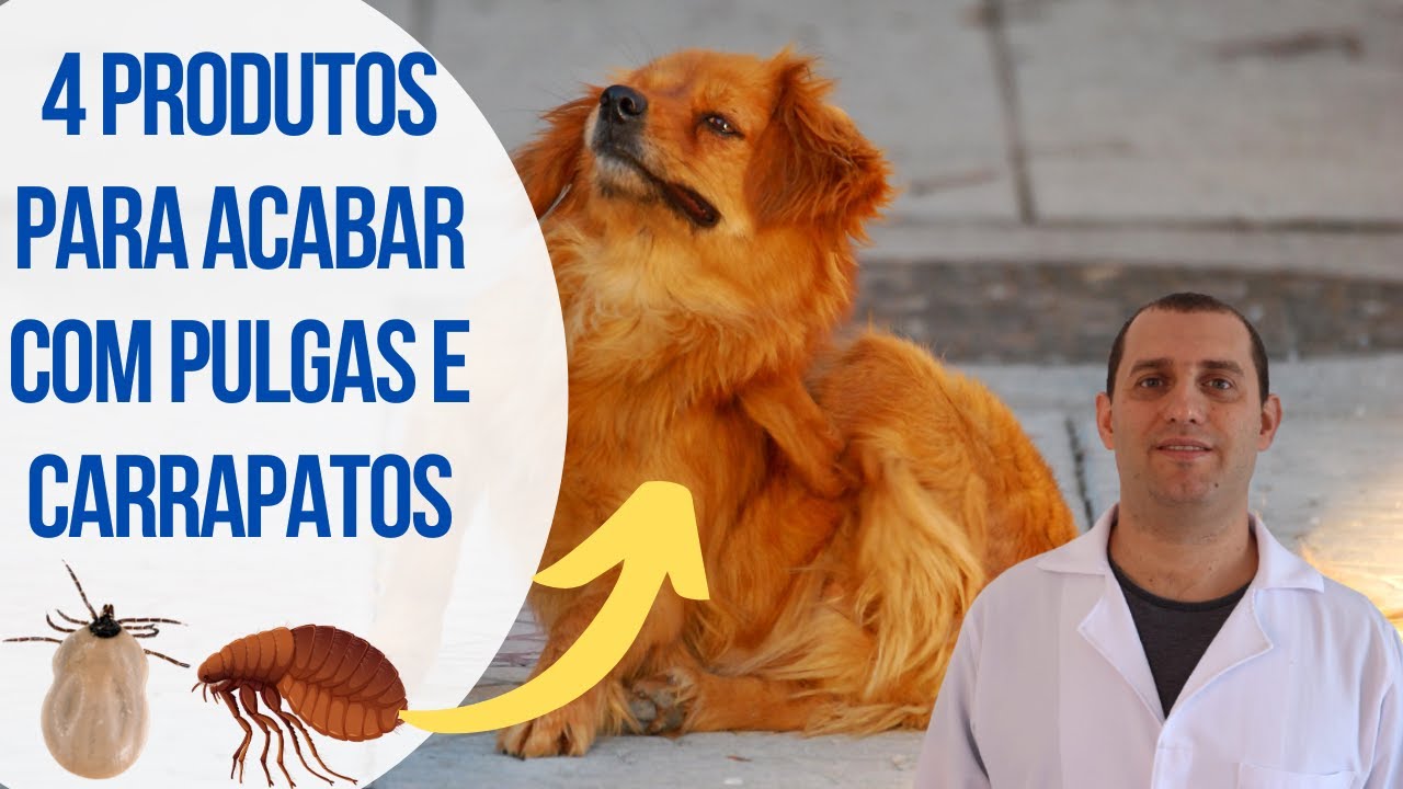 4 produtos para acabar com pulgas e carrapatos nos cães - YouTube