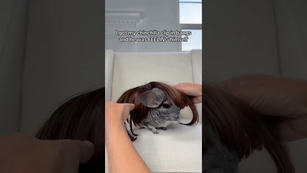 That wink was serious 😮‍💨  #chinchilla #newhairstyle #cutepets #shortsfeed