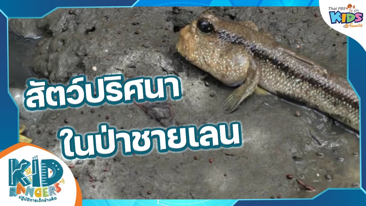สัตว์ปริศนาในป่าชายเลน : ตอนที่ 1/2 : Kid Rangers ปฏิบัติการเด็กช่างคิด