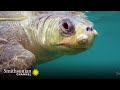 Turtle Observation and Counting Techniques