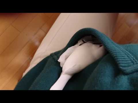 ポケット文鳥