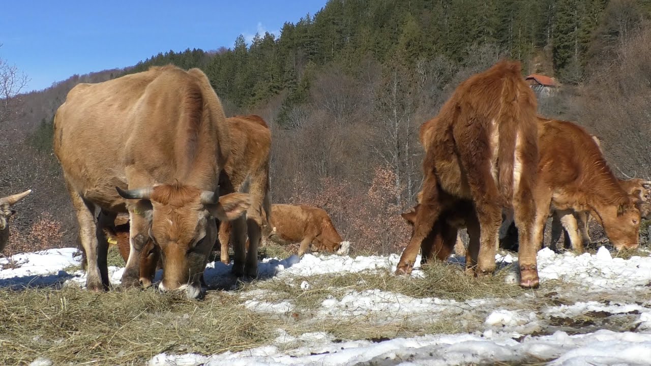-Vuk i medvjed silaze na torine Vlade Pejića nad  kanjonom  Sokočnice u Trnovu -