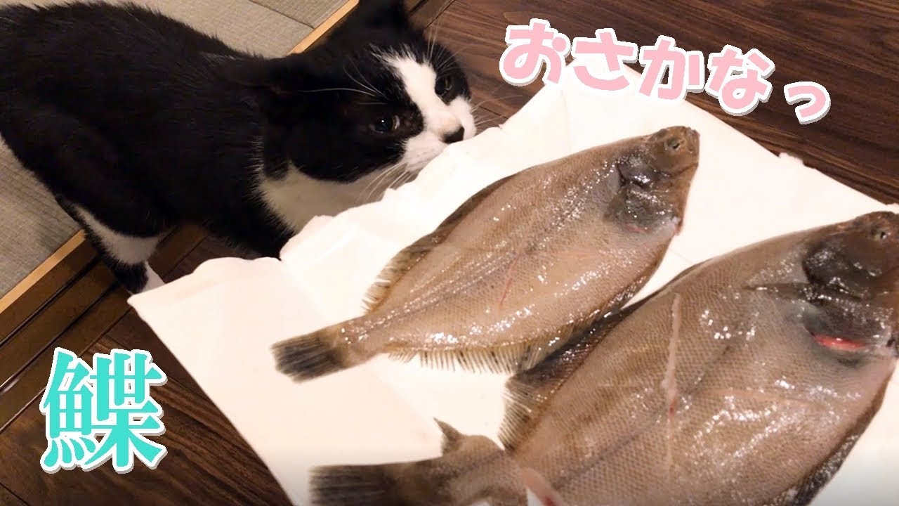 大好物の白身魚に猫の反応は 鰈の煮つけ Youtube