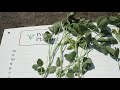InsidePTI S1•E43 | Pushing Soybean Fertility
