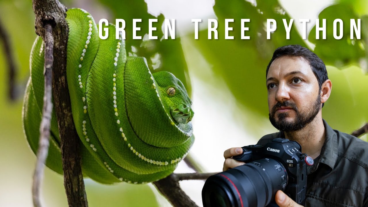 Looking for Green Tree Pythons in Australia's Rainforest