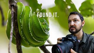 Looking for Green Tree Pythons in Australia's Rainforest