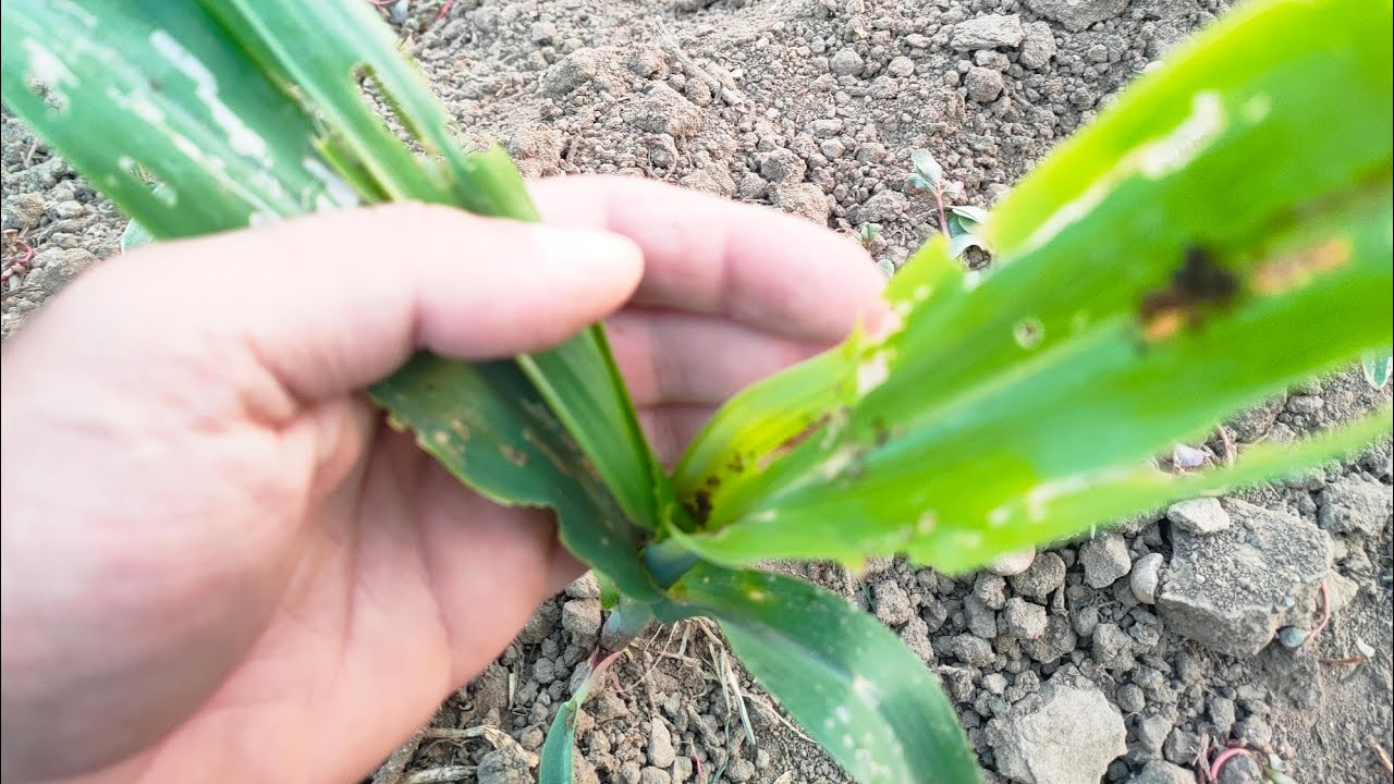 أقوي مبيد للقضاء على دودة الذرة / دودو الحشد الخريفي تخلص منها من اول رشة بالبخاخ