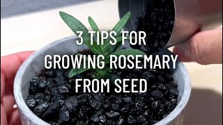 3 Tips for Growing Rosemary from Seed