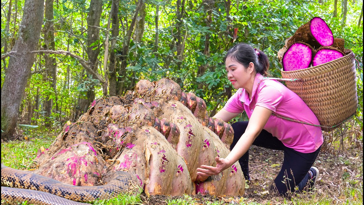 Harvesting Giant Purple Yam & Go to Market Sell | The world's largest and rarest yam | Lý Thị Hằng