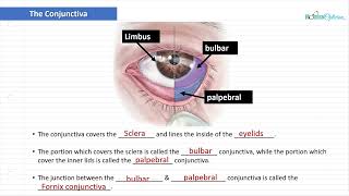 Optician Training The Conjunctiva Ocular Anatomy Lecture 3